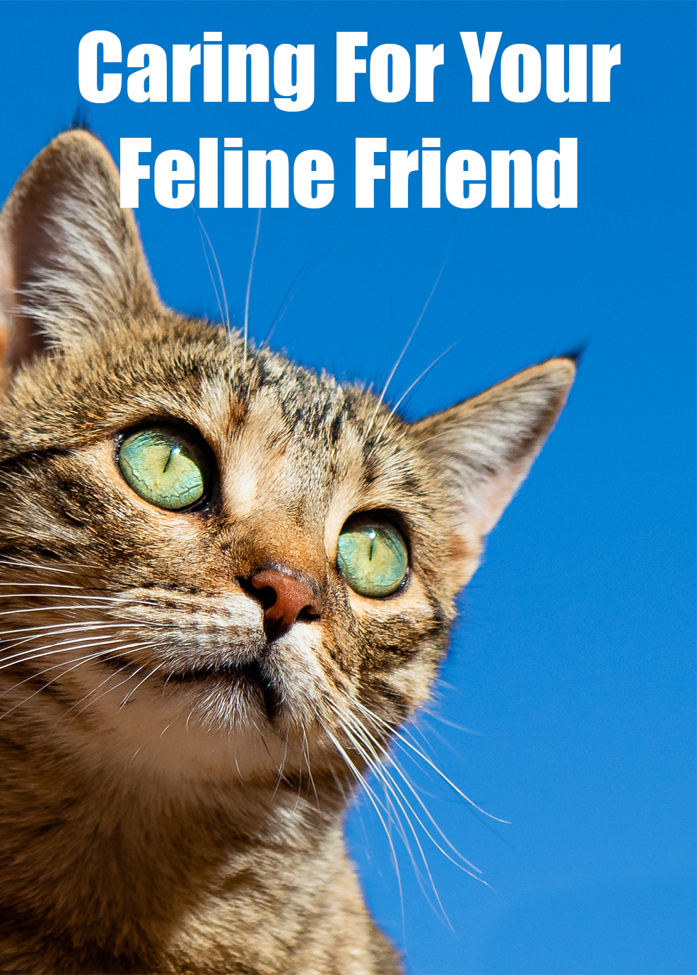 Caring For Your Feline Friend
